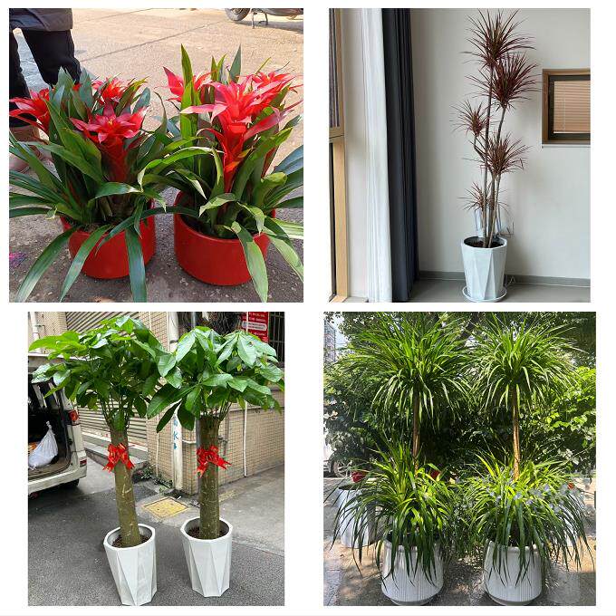 开业乔迁绿植发财树绿萝送宜昌市兴山县秭归县长阳县同城花店配送