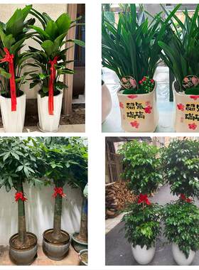 九江市彭泽县瑞昌市共青城市花卉店同城配送开业绿植发财树幸福树