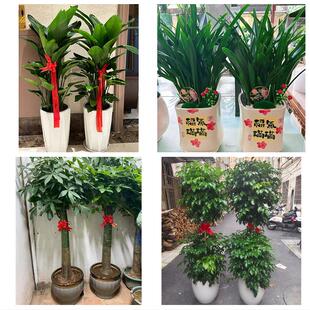九江市彭泽县瑞昌市共青城市花卉店同城配送开业绿植发财树幸福树