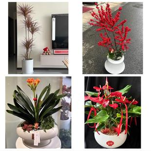 保定市涿州定州安国高碑店市同城绿植店送发财树幸福树开业入新居