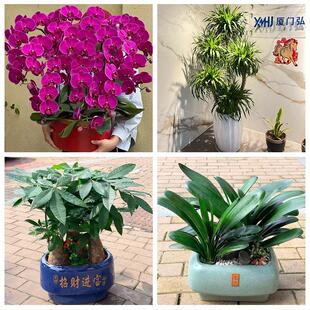 天津市河西区陈塘庄柳林东海花卉店同城配送开业绿植发财树幸福树