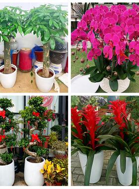 送周口市太康县鹿邑县项城市同城绿植花店公司开业送发财树金钱树