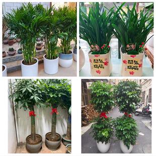 南京市玄武秦淮建邺区鼓楼区花卉店同城配送开业绿植发财树幸福树