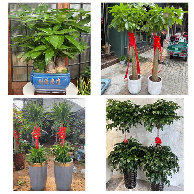 济宁市任城兖州区微山鱼台县同城绿植店送发财树幸福树开业入新居