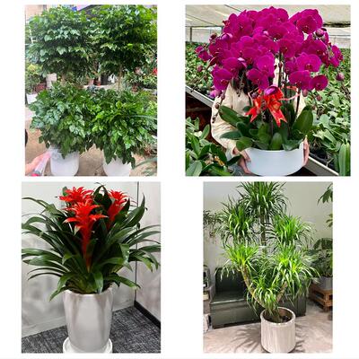 开业乔迁绿植发财树绿萝送忻州市五寨县岢岚县河曲县同城花店配送