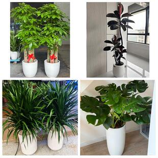 锦州市黑山县义县凌海北镇市花卉店同城配送开业绿植发财树幸福树
