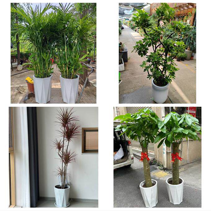 开业乔迁绿植发财树绿萝锦州市黑山县义县凌海北镇市同城花店配送