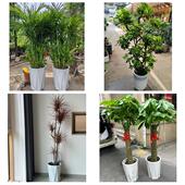 开业乔迁绿植发财树绿萝锦州市黑山县义县凌海北镇市同城花店配送