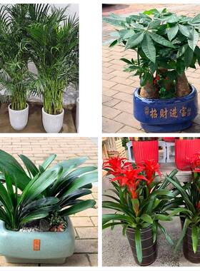 青岛市市南市北区黄岛崂山区花卉店同城配送开业绿植发财树幸福树