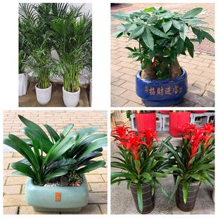青岛市市南市北区黄岛崂山区花卉店同城配送开业绿植发财树幸福树