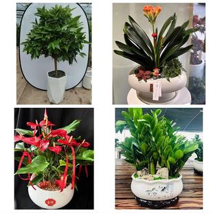 河南信阳市潢川县淮滨县息县同城绿植店送发财树幸福树开业入新居