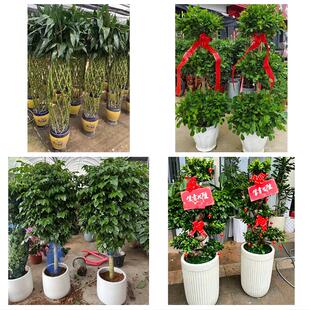 南阳市唐河新野桐柏县邓州市花卉店同城配送开业绿植发财树幸福树