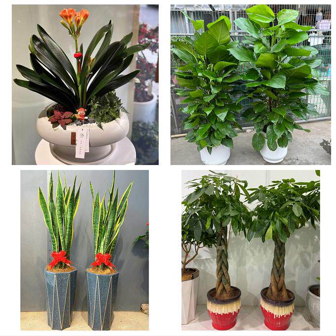 送昆明市宜良县石林县嵩明县同城绿植店送发财树幸福树开业入新居