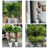 开业乔迁绿植发财树绿萝营口市站前区西市区鲅鱼圈区同城花店配送