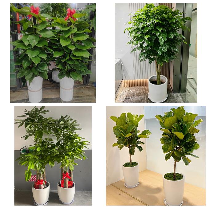 送深圳市光明新区公明龙华镇同城绿植花店公司开业送发财树金钱树