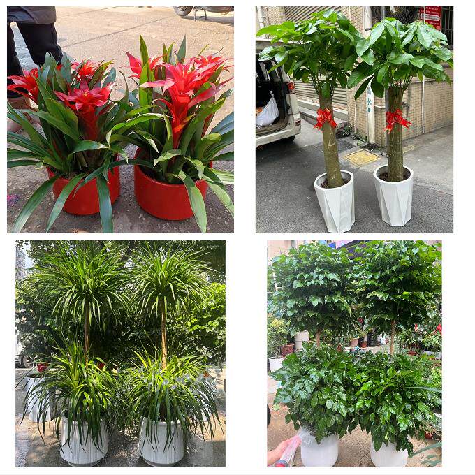 开业乔迁绿植发财树绿萝襄阳保康县老河口枣阳宜城市同城花店配送