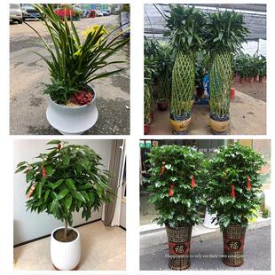 开业乔迁绿植发财树绿萝中山市黄圃民众镇东凤东升镇同城花店配送