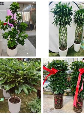 送西宁市大通县湟中县湟源县同城绿植花店公司开业送发财树金钱树