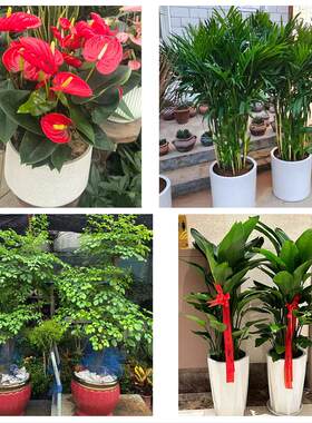 上海市浦东新区潍坊陆家嘴街花卉店同城配送开业绿植发财树幸福树