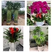 开业乔迁绿植发财树绿萝上海市闵行区新虹莘庄七宝镇同城花店配送