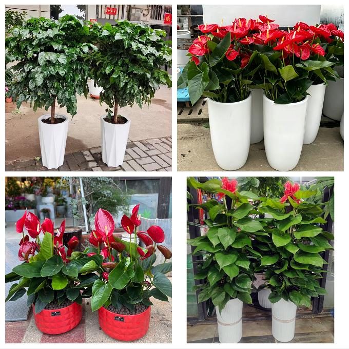 抚州市溪县资溪县东乡广昌县绿植店同城配送公司开业发财树绿萝柱