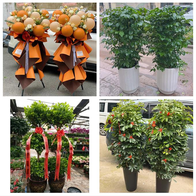 宁波市海曙江东区江北北仑区同城花店订鲜花大麦开业花篮店铺开张
