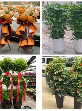 宁波市海曙江东区江北北仑区同城花店订鲜花大麦开业花篮店铺开张