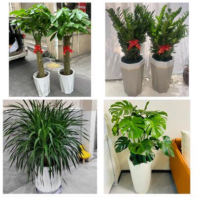 开业乔迁绿植发财树绿萝张家口市沽源尚义蔚县阳原县同城花店配送