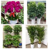 开业乔迁绿植发财树绿萝北京大兴区亦庄黄村旧宫瀛海同城花店配送