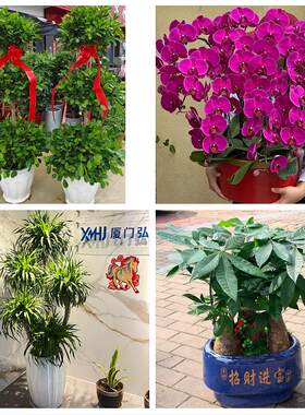 北京市丰台区新村长辛店云岗花卉店同城配送开业绿植发财树幸福树