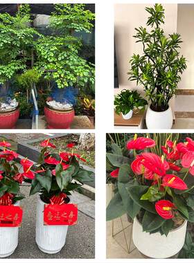 送温州市泰顺县瑞安市乐清市花卉店同城配送开业绿植发财树幸福树