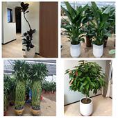 开业乔迁绿植发财树绿萝大理州云龙洱源县剑川鹤庆县同城花店配送