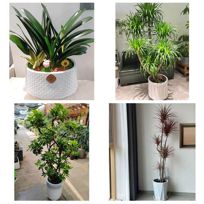 开业乔迁绿植发财树绿萝常德市安乡汉寿县武陵鼎城区同城花店配送