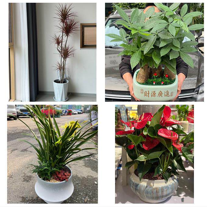 开业乔迁绿植发财树绿萝天津河东上杭路东新街鲁山道同城花店配送