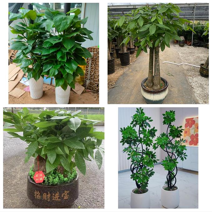 昭通市昭阳区鲁甸巧家盐津县同城花店送发财树绿萝柱开业绿植盆栽