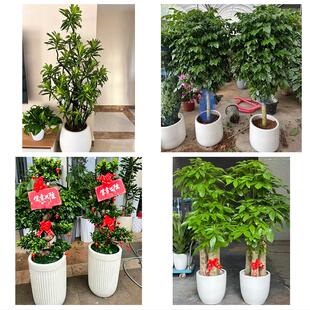 延边州龙井和龙市汪清安图县花卉店同城配送开业绿植发财树幸福树