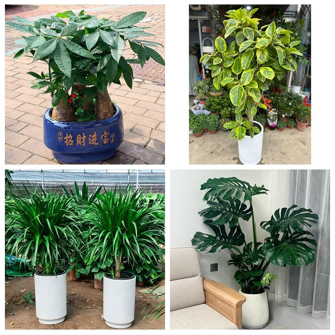 四平市伊通县公主岭市双辽市绿植店同城配送公司开业发财树绿萝柱