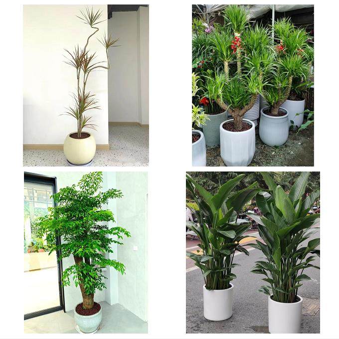 送晋中市平遥县灵石县介休市同城花店送开业乔迁绿植发财树幸福树