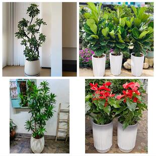 天津西青区西营门李七庄中北同城绿植店送发财树幸福树开业入新居