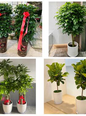 宜昌市五峰县宜都当阳枝江市同城绿植花店公司开业送发财树金钱树