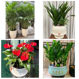 送忻州市五寨县岢岚县河曲县同城绿植花店公司开业送发财树金钱树