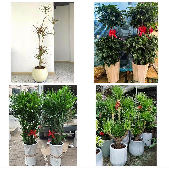 晋中市榆次区榆社左权和顺县同城花店送开业乔迁绿植发财树幸福树