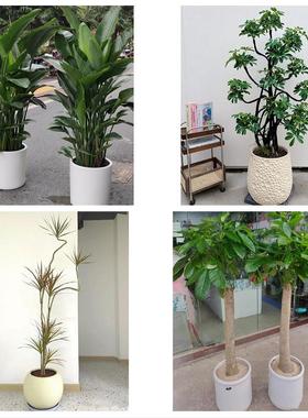 亳州市谯城区涡阳蒙城利辛县同城花店送开业乔迁绿植发财树幸福树