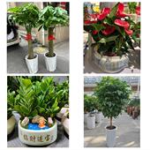 开业乔迁绿植发财树绿萝邯郸市磁县邱县鸡泽县广平县同城花店配送