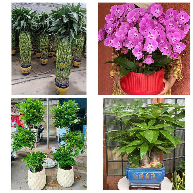 送漳州市芗城区龙文区云霄县同城绿植店送发财树幸福树开业入新居