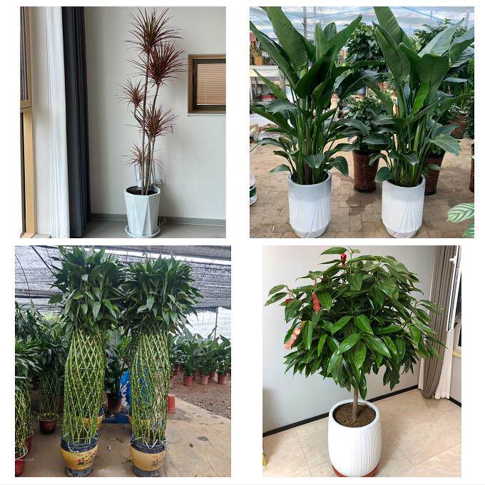 开业乔迁绿植发财树绿萝北京市昌平区沙河城南回龙观同城花店配送