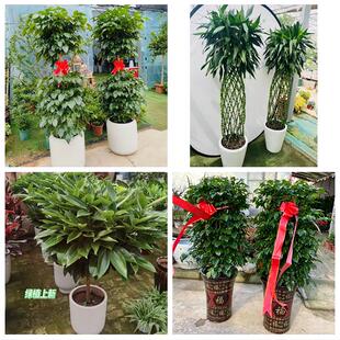 保定市望都安新县易县曲阳县同城绿植花店公司开业送发财树金钱树