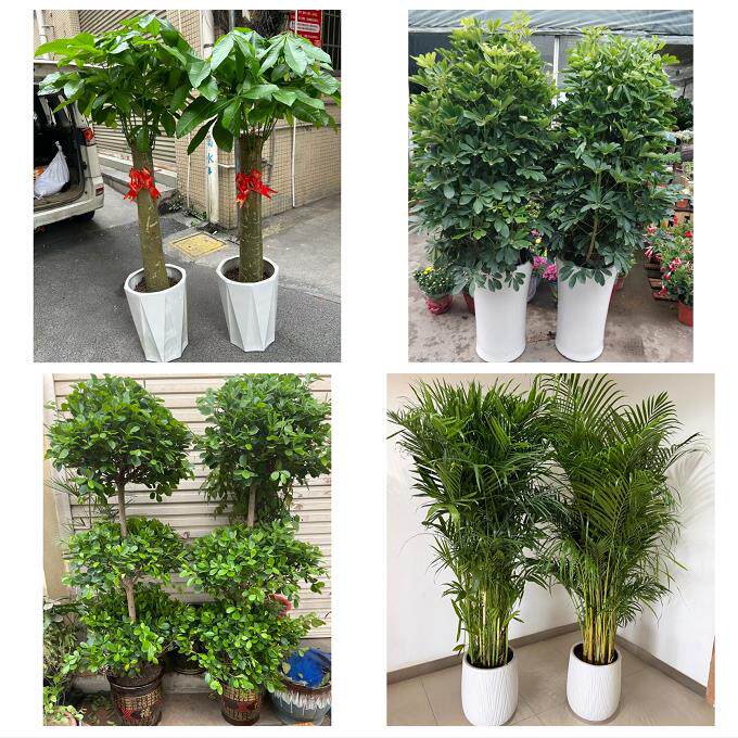 开业乔迁绿植发财树绿萝唐山市乐亭迁西玉田县唐海县同城花店配送