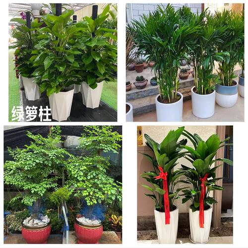 合肥瑶海庐阳蜀山包河区长丰花卉店同城配送开业绿植发财树幸福树