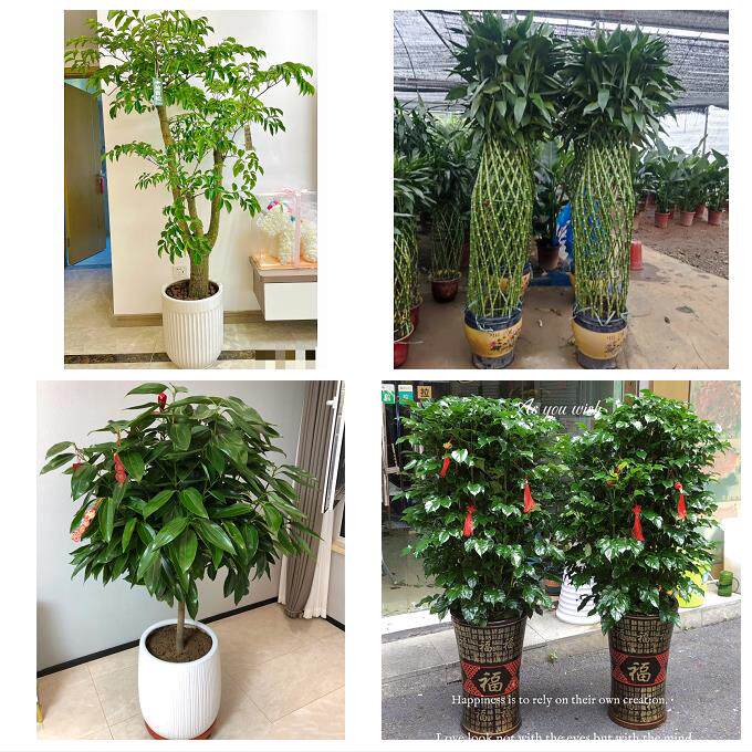 开业乔迁绿植发财树绿萝鸡西市城子河区麻山区恒山市同城花店配送